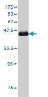 Anti-FGFR1 Mouse Monoclonal Antibody [clone: 3C8]