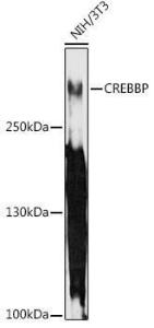 Western blot analysis of extracts of NIH/3T3 cells, using Anti-CREBBP Antibody (A11437) at 1:1,000 dilution. The secondary antibody was Goat Anti-Rabbit IgG H&L Antibody (HRP) at 1:10,000 dilution.