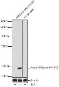 Western blot analysis of extracts of NIH/3T3 cells, using Anti-Histone H4 (acetyl Lys16) Antibody (A305948) at 1:1,000 dilution. NIH/3T3 cells were treated by TSA (1 uM) at 37°C for 18 hours. The secondary antibody was Goat Anti-Rabbit IgG H&L Antibody (HRP) at 1:10,000 dilution.