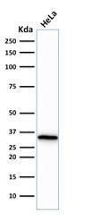 Western blot analysis of human HeLa cell lysate using Anti-CDK1 Antibody [CDK1/873]