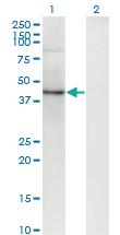 Anti-SEC63 Mouse Monoclonal Antibody [clone: 1A8]