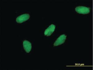 Anti-TCEA3 Mouse Monoclonal Antibody [clone: 2C9]