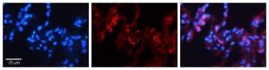 Anti-PDXK Rabbit Polyclonal Antibody