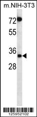 Anti-JUN Rabbit Polyclonal Antibody