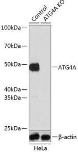 Western blot analysis of extracts from normal (control) and ATG4A knockout (KO) HeLa cells, using Anti-ATG4A Antibody (A308873) at 1:1000 dilution. The secondary Antibody was Goat Anti-Rabbit IgG H&L Antibody (HRP) at 1:10000 dilution