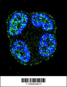 Anti-SCUBE2 Rabbit Polyclonal Antibody (APC (Allophycocyanin))