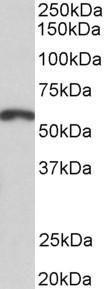 Antibody anti-PAX3 A82594-100 100 µg