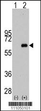 Anti-MYC Rabbit Polyclonal Antibody