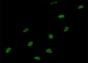 Anti-SNRPA Mouse Monoclonal Antibody [clone: 3F9-1F7]