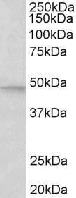 Anti-MAPK9 Antibody (A82595) (05 µg/ml) staining of Human Cerebellum lysate (35 µg protein in RIPA buffer) Primary incubation was 1 hour Detected by chemiluminescence