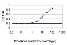 Anti-SMAD3 Mouse Monoclonal Antibody [clone: 4D4]