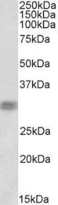 Anti-CRX Goat Polyclonal Antibody