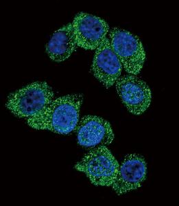 Anti-PGK1 Rabbit Polyclonal Antibody (HRP (Horseradish Peroxidase))