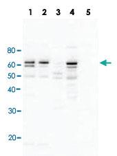 Anti-RAD23A Goat Polyclonal Antibody