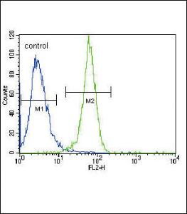 Anti-PGK1 Rabbit Polyclonal Antibody (HRP (Horseradish Peroxidase))