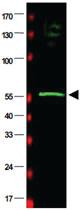 Anti-RAD23B Goat Polyclonal Antibody