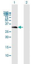 Anti-USB1 Mouse Polyclonal Antibody