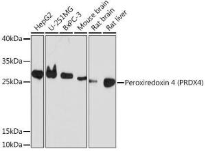 Anti-Peroxiredoxin 4 antibody