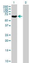 Anti-POLG2 Mouse Polyclonal Antibody