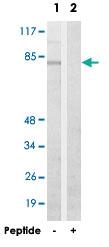 Anti-GCFC2 Rabbit Polyclonal Antibody