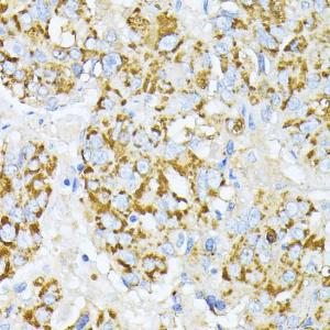 Anti-Peroxiredoxin 4 antibody