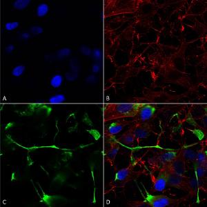 Immunocytochemistry/Immunofluorescence analysis of human neuroblastoma cells (SH-SY5Y), fixed in 4% PFA for 15 min, using Anti-ATF4 Antibody [S360A-24] (A304745), at 1:200 for overnight at 4°C with slow rocking