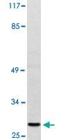 Anti-DUSP19 Rabbit Polyclonal Antibody