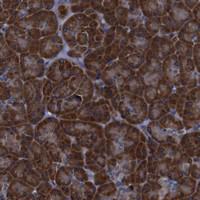 Anti-PPIB Rabbit Polyclonal Antibody