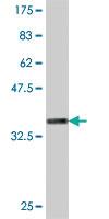 Anti-CALN1 Mouse Polyclonal Antibody