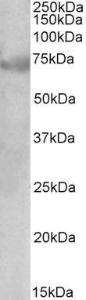 Anti-DMTF1 Goat Polyclonal Antibody