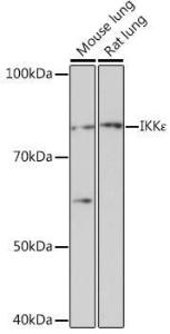 Western blot analysis of extracts of various cell lines, using Anti-IKKi / IKKe Antibody [ARC0781] (A307678) at 1:1,000 dilution. The secondary antibody was Goat Anti-Rabbit IgG H&L Antibody (HRP) at 1:10,000 dilution.