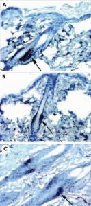 Anti-Cd34 Rat Monoclonal Antibody [clone: MEC 14.7]