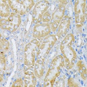 Anti-Peroxiredoxin 4 antibody