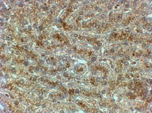 Anti-SYVN1 Antibody (A82600) (2µg/ml) staining of paraffin embedded Human Liver. Steamed antigen retrieval with citrate buffer pH 6, HRP-staining.