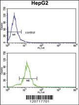 Anti-SLC38A3 Rabbit Polyclonal Antibody