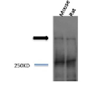 Western blot analysis of mouse, rat brain cell lysates showing detection of Piccolo protein using Anti-Piccolo Antibody (A304746) at 1:1,000