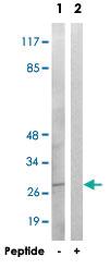 Anti-GFRA4 Rabbit Polyclonal Antibody