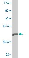 Anti-VPS26A Mouse Monoclonal Antibody [clone: 1C4]