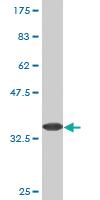 Anti-CALN1 Mouse Monoclonal Antibody [clone: 2G2]