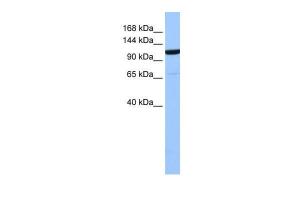 Anti-NUP155 Rabbit Polyclonal Antibody