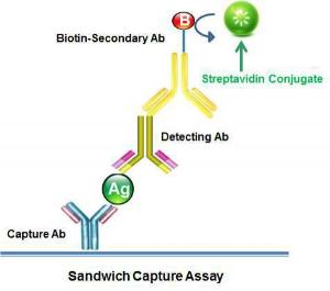 Ap-streptavidin conj 16921 1 mg