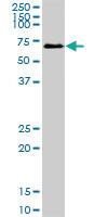 Anti-SESN1 Mouse Polyclonal Antibody