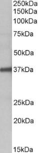 Anti-FUT2 Goat Polyclonal Antibody