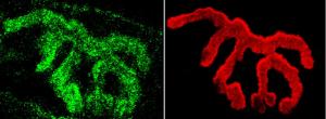 Immunohistochemistry analysis of mouse muscle. The Primary Antibody used was Anti-Piccolo Antibody (A304746) at 1:400. The secondary antibody used was Alexa Fluor 488 Goat Anti-Rabbit. Counterstain: BTX (red). Localization: Selective staining of the NMJ