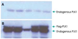 Anti-PLK1 Rabbit Polyclonal Antibody