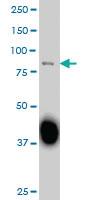 Anti-SP3 Mouse Monoclonal Antibody [clone: 2E5]