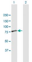 Anti-FEM1A Mouse Polyclonal Antibody