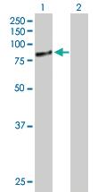 Anti-RPAP3 Mouse Polyclonal Antibody