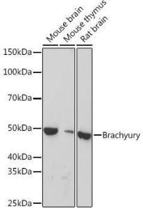 Western blot analysis of extracts of various cell lines, using Anti-Brachyury/Bry Antibody [ARC1983] (A305951) at 1:1000 dilution. The secondary Antibody was Goat Anti-Rabbit IgG H&L Antibody (HRP) at 1:10000 dilution. Lysates/proteins were present at 25 µg per lane