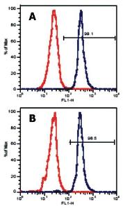 Anti-LAT Mouse Monoclonal Antibody [clone: LAT-01]